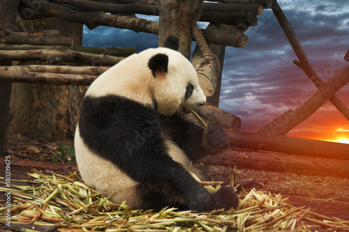 Plakat Wielka panda