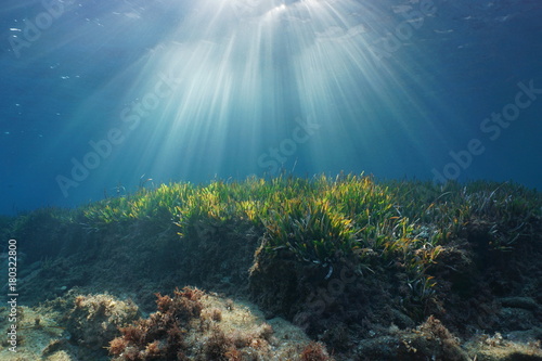 Fototapeta na szkło Naturalne promienie słoneczne pod powierzchnią wody w Morzu Śródziemnym na dnie morza z trawą Neptuna, Katalonia, Róże, Costa Brava, Hiszpania