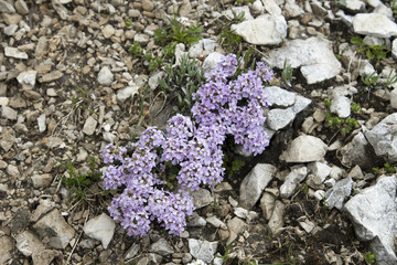 Sticker - Thlaspi rotundifolium