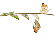 Transformation Of Great Orange Tip Butterfly ( Anthocharis Cardamines ) Hanging On Twig And White Background