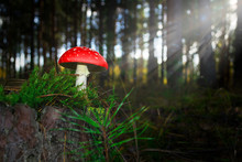 Fairy Mushroom In Magical Forest. Fairytale Background With Agaric Toadstools And .red With White Spots Poisonous Fresh Mushroom (amanita Muscaria) Grows On Moss In A Rays Of Magic Light.