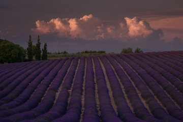 Lavender sunset