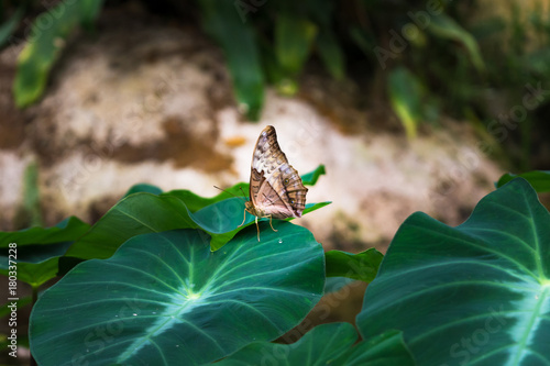 The Brown Butterfly With Closed Wings Cruiser Butterfly Vindula