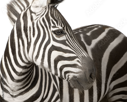 Dekoracja na wymiar  zebra-4-lata
