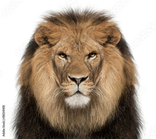 Cuadros en Lienzo Close-up of lion, Panthera leo, 8 years old, in front of white background