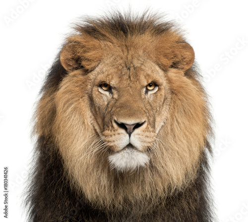 Fotomural Close-up of lion, Panthera leo, 8 years old, in front of white background