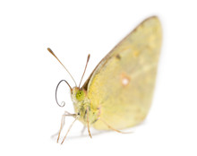 Clouded Sulphur Landed On The Ground, Colias Philodice, Isolated