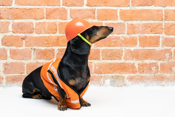 Wall Mural - cute dog builder dachshund in an orange construction helmet and a vest, against a red brick wall