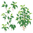 Green Ficus branches