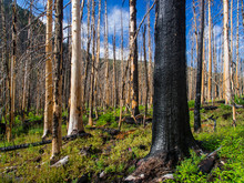 Burnt Forest Regrowth, Charred Tree In Foreground