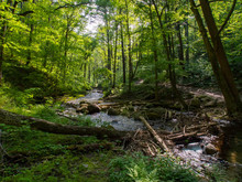 Forest Stream, Dense Lush Green Foliage, Delaware Water Gap