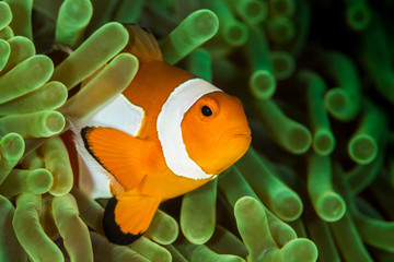 false clown anemonefish, clownfish