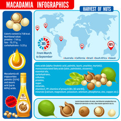 Wall Mural - Infographic macadamia, macadamia oil, harvest and food infographic. Calorie content for a diet. Vector illustration.