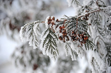Branch Thuja Cypress Tree In Snow. Winter Snow Background