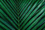 Fototapeta Łazienka - tropical palm foliage, greenery background