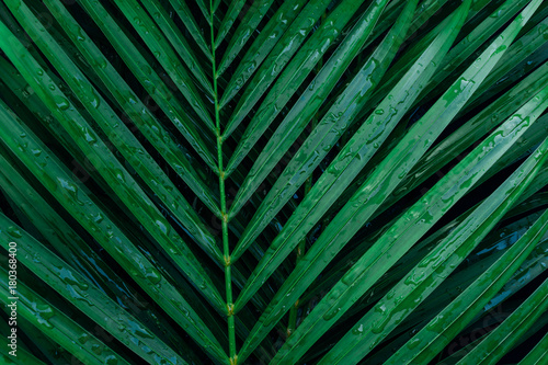 Fotografía tropical palm foliage, greenery background