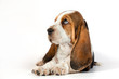 Basset hound puppy on a white background