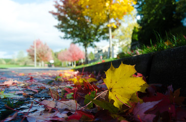 Wall Mural - maple leaves on a street surface during leaf fall - 2