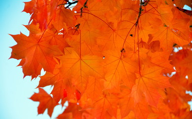 Wall Mural - Sugar maple branches with red leaves during late indian summer - 3