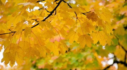 Wall Mural - Texture of large yellow maple leaves  - 1