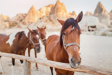 Close-up portrait of a horse in a corral in Cappadocia against the background of a cave town in Goreme