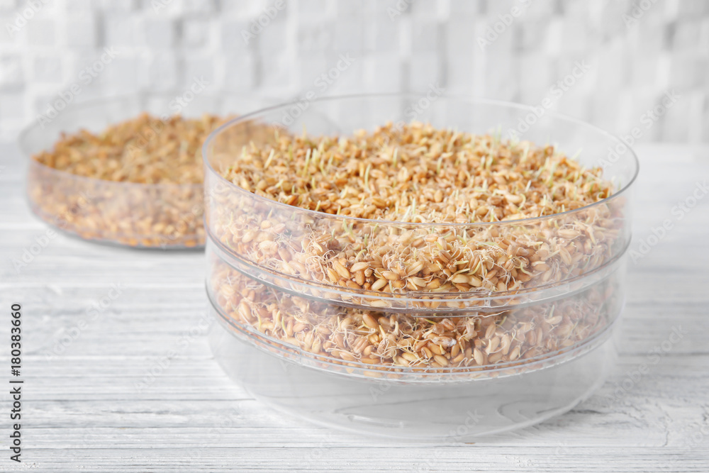 Sprouter with wheat grass seeds on wooden table
