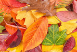Fototapeta Dmuchawce - Colorful autumn leaves as background