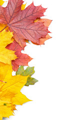 Wall Mural - Colorful autumn leaves on white background