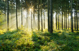 Fototapeta Las - Fichtenwald im warmen Licht der Morgensonne