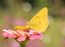 Ventral View Of A Clouded Sulphur Butterfly Feeding On A Pink Zinnia