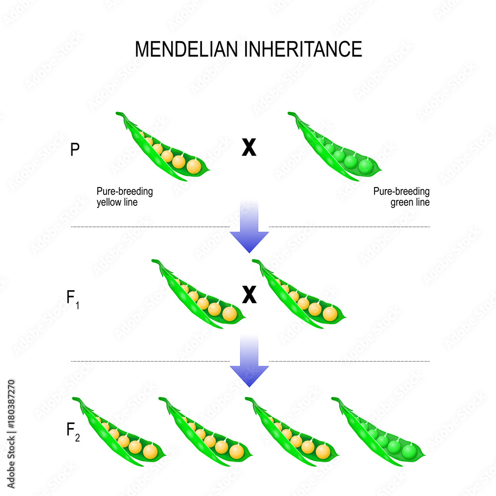 Mendals Set Math Mendelian inheritance. model of Mendel's laws. Stock Vector | Adobe Stock