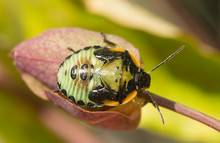 Fifth Instar Nymph Of The Green Stink Bug, Chinavia Halaris