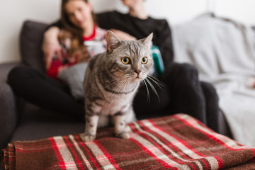 Wall Mural - close up photo of beautiful cat standing on sofa at home with couple on background