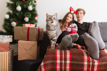 Wall Mural - close up photo of beautiful cat standing on sofa at home with pretty couple on background