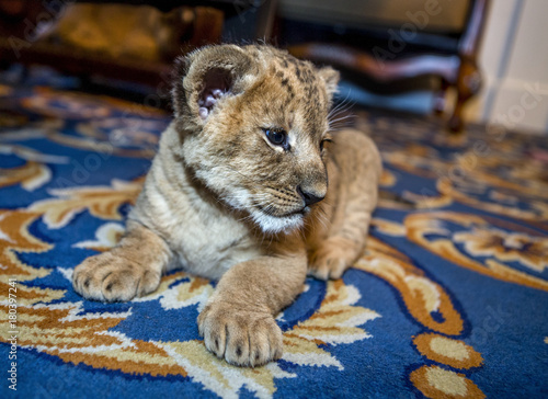 Little Sweet Beautiful Young Lion Resting Lazily In A City