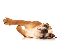 Playful English Bulldog Puppy Is Rolling On The Floor
