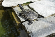 Small Black Turtle Sitting On Concrete Rock Next To Water Pond