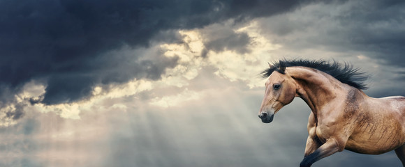 Fotoroleta ruch niebo dziki koń