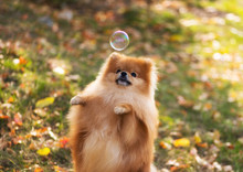 The Dog Stands On Its Hind Legs And Catches A Soap Bubble, Pomeranian Spitz, Soft Focus