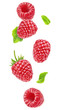Isolated berries floating in the air. Falling raspberry fruits with leaves isolated on white background with clipping path