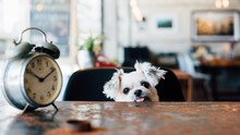 Sweet Dog Look Something In Coffee Shop With Clock