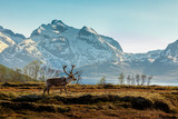 Fototapeta Tulipany - A reindeer on a background of the mountains