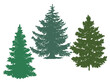 Silhouettes of spruce and pine