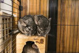 Fototapeta Desenie - Two chinchilla sleep in cage