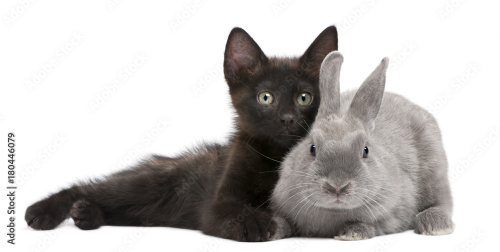 Fototapeta Czarny kotek bawi się z królikiem przed białym