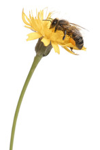 Western Honey Bee Or European Honey Bee, Apis Mellifera, Carrying Pollen In Front Of White Background