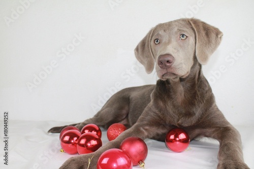 Zdjęcie XXL srebrny szczeniak labrador leży między czerwonymi kulkami choinki