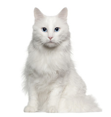  Turkish Angora (4 years old)