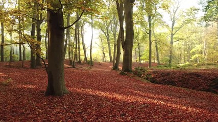 Wall Mural - Flying through magical autumn forest with foggy background - 4K