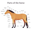 Vector illustration of parts of the horse. Equine anatomy and structure